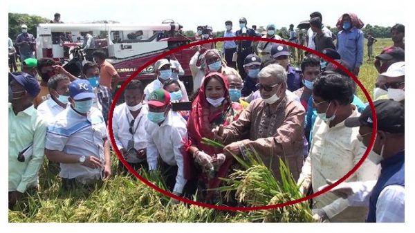 paddy harvest 210821