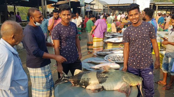 ওজন ৪০ কেজি, এ মাছ টি বিক্রি হয়েছে ৩৬ হাজার টাকা