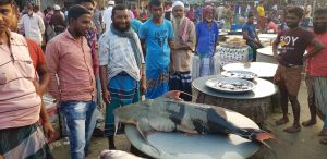 ৪০ কেজি এ মাছ টি বিক্রি হয়েছে ৩৬ হাজার টাকা ছবি মোঃ রুবেল ইসসলাম তাহমিদ মাওয়া 3