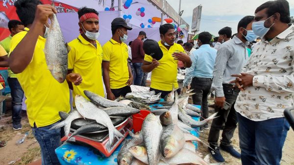 মাওয়া পদ্মাপাড়ে এই প্রথম ইলিশ উৎসব