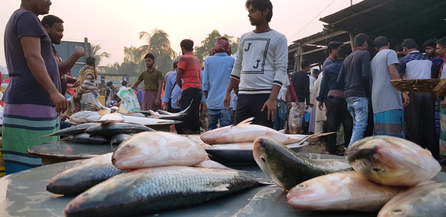 মৎস আড়ৎতের ইলিশ যায় দেশের ১৫ জেলা সহ বিশ্বের বহু স্থানে ছবি 1