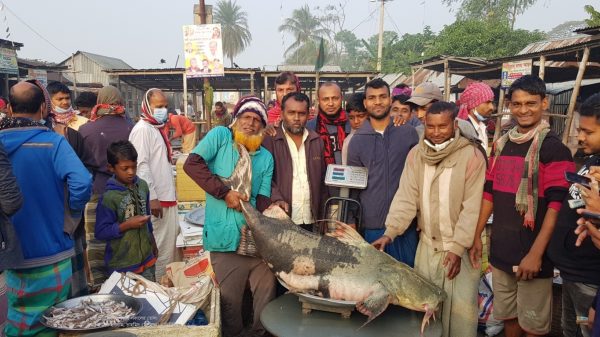 পদ্মায় ৮০ কেজির বিশালাকৃতির এক বাঘাইর মাছ ধরা পড়েছে।