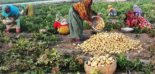 গলাচিপায় আলুর বাম্পার ফলন কৃষকের মুখে হাসি