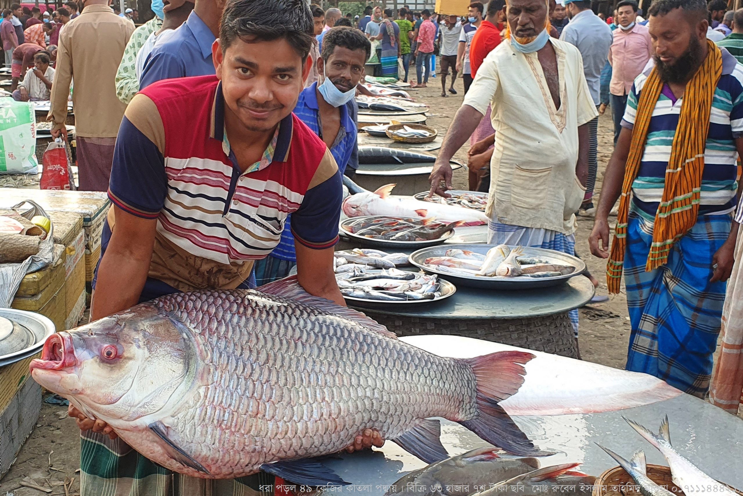 এবার ধরা পড়ল ৪৯ কেজির কাতলা পদ্মায়।              -----     বিক্রি ৬৩ হাজার ৭শ টাকা