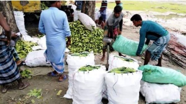 নড়াইলে শশা-ক্ষীরই চাষ করে ভাগ্য বদলেছে আনেকের