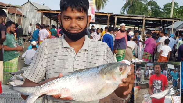 দিনের নিষেধাজ্ঞার পর ইলিশে সয়লাব মাওয়া মৎস্য আড়ত 9