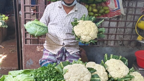 শ্রীনগরে ফুলকপি চাষে লাভবান কৃষকেরা। 3