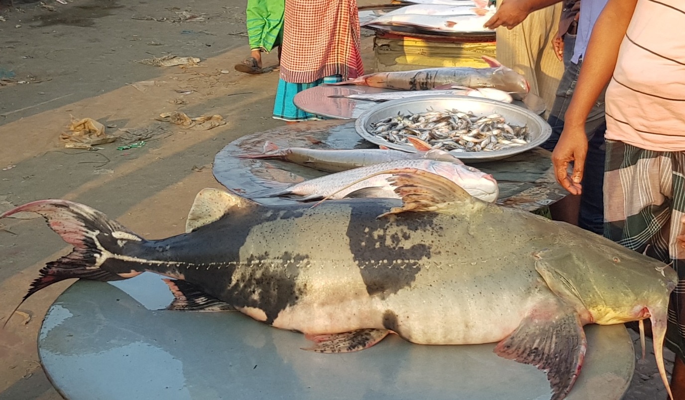 ফের ধরা পড়েছে বিশালাকৃতির বাঘাইর । ছবি রুবেল ইসলাম তাহমিদ মাওয়া 2