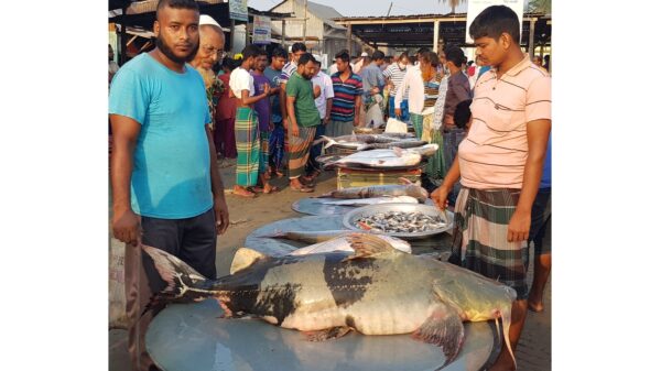 ফের ধরা পড়েছে বিশালাকৃতির বাঘাইর । ছবি রুবেল ইসলাম তাহমিদ মাওয়া 3 1