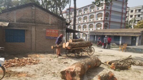 পাবনার ঈশ্বরদী মহিলা কলেজে আসবাবপত্র তৈরিতে অপরিকল্পিত ভাবে কাটা হলো মেহগনি গাছ