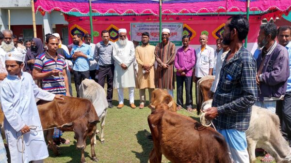 কাউখালীতে জেলেদের মাঝে বকনা বাছুর বিতরন