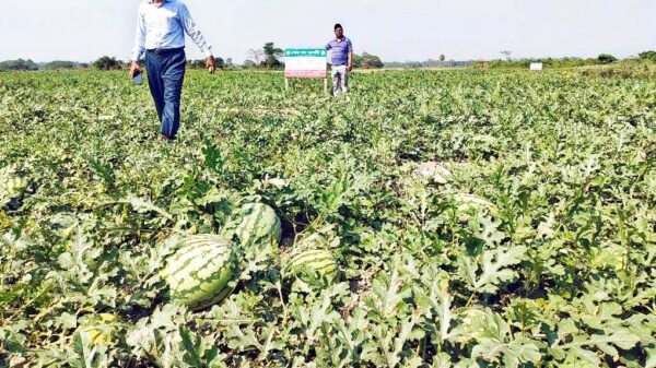 তরমুজের বাম্পার ফলন কৃষকের মুখে হাসি