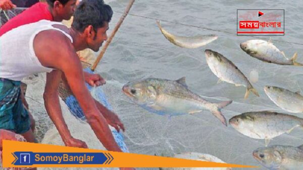 কুয়াকাটায় এক জেলের জালে ধড়া পড়েছে ৯২ মন ইলিশ